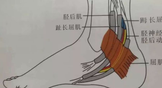 跟队：曼联将于明天体检蒂勒曼斯，此前世界杯他热身中受伤